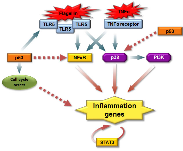 fig7
