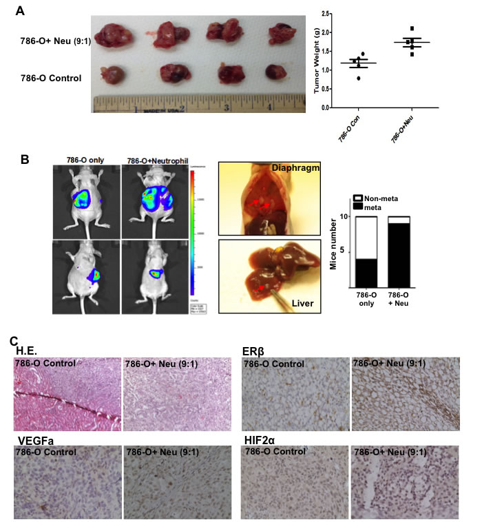 fig6a