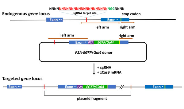 fig-1