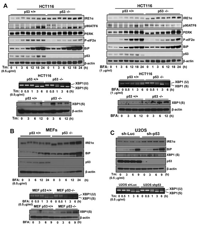 fig1