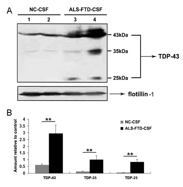 fig2