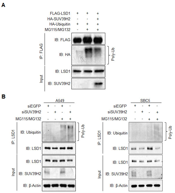 fig4