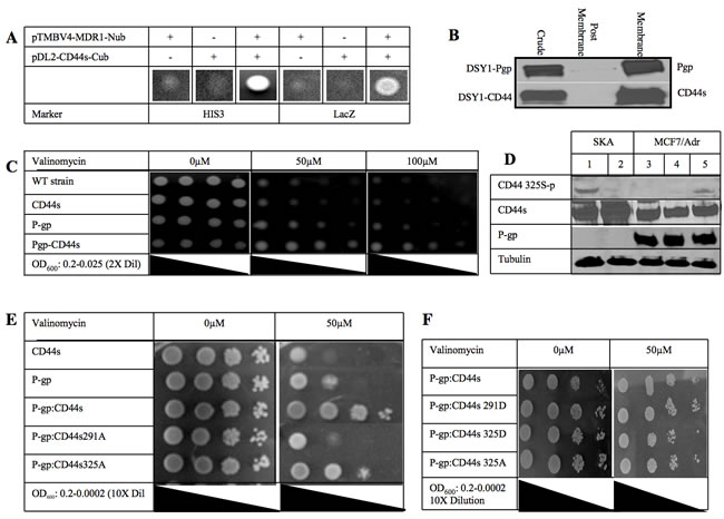 fig1