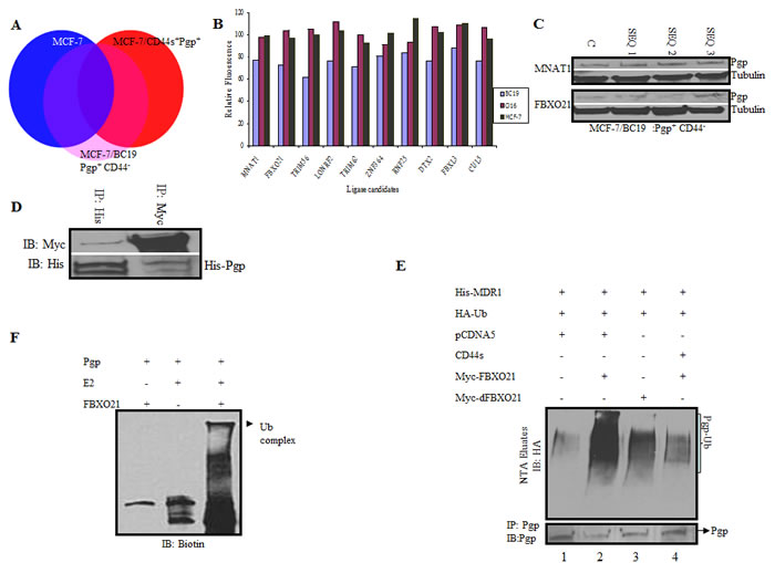 fig4