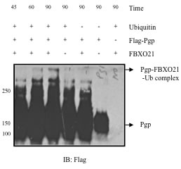 fig5