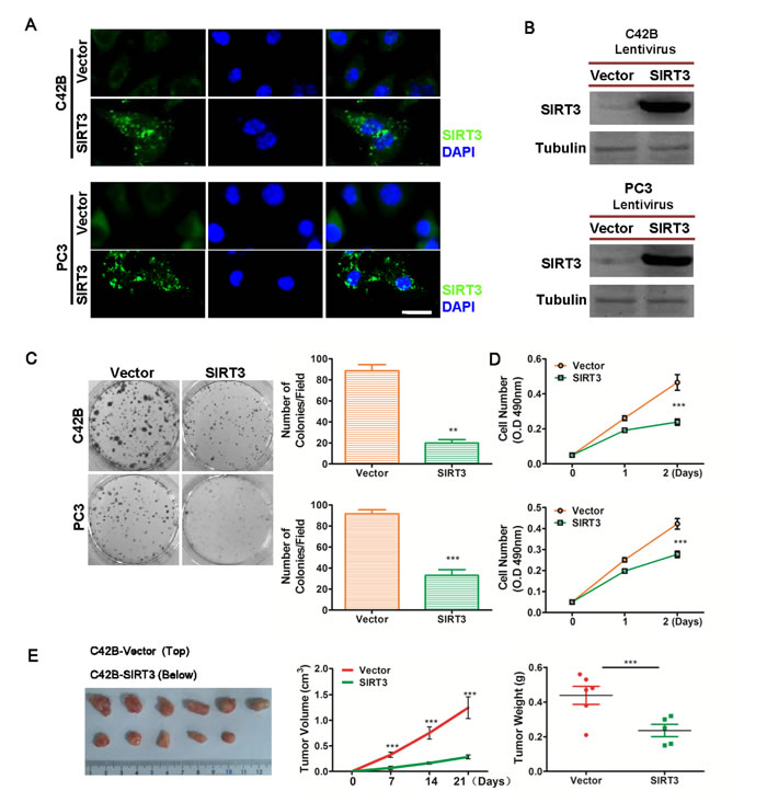 fig2