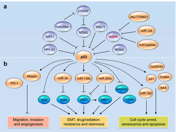 fig1