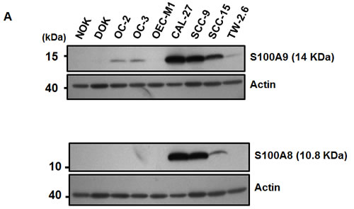 fig1a