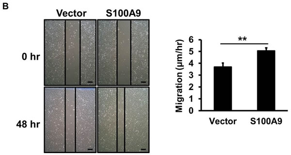fig2b