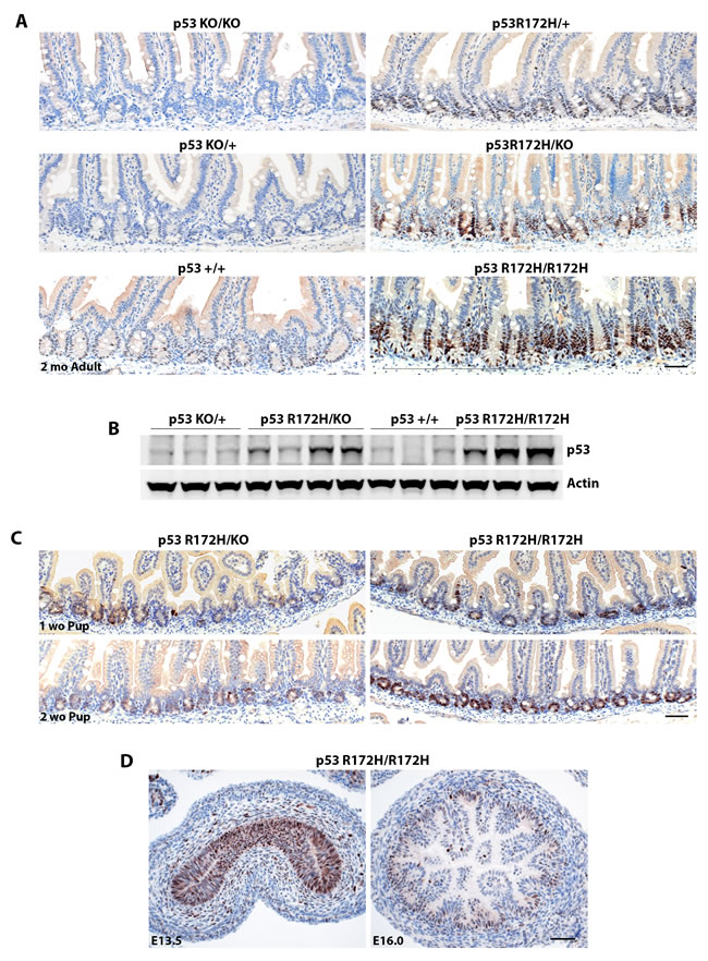 fig2