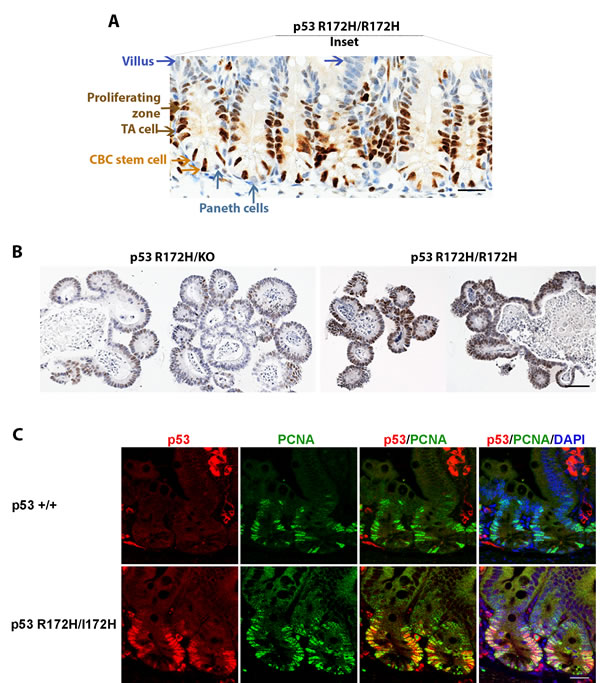 fig3