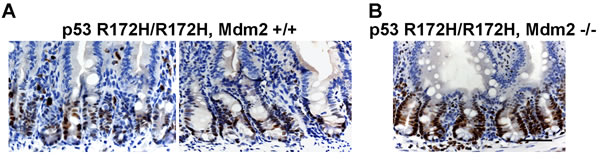 fig6