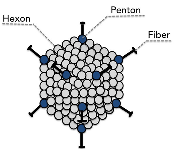 fig1