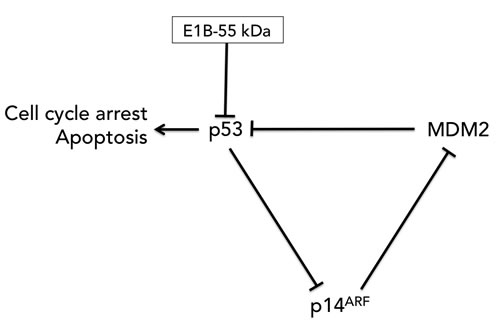 fig2