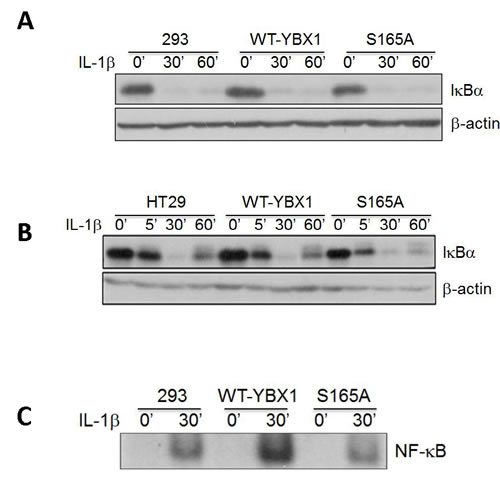 fig5a