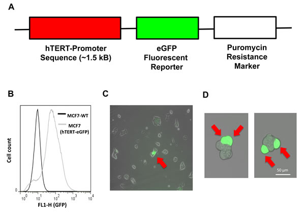 fig2