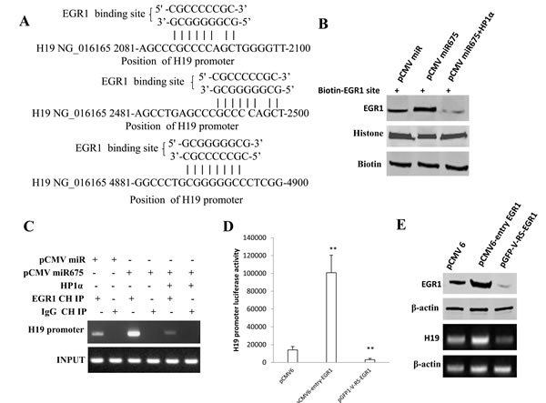 fig5a