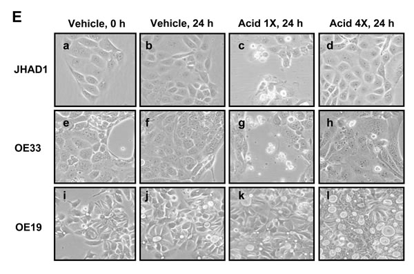 fig2b