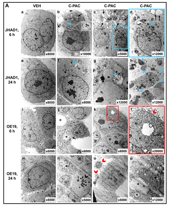 fig3a