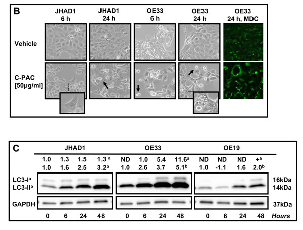 fig3b