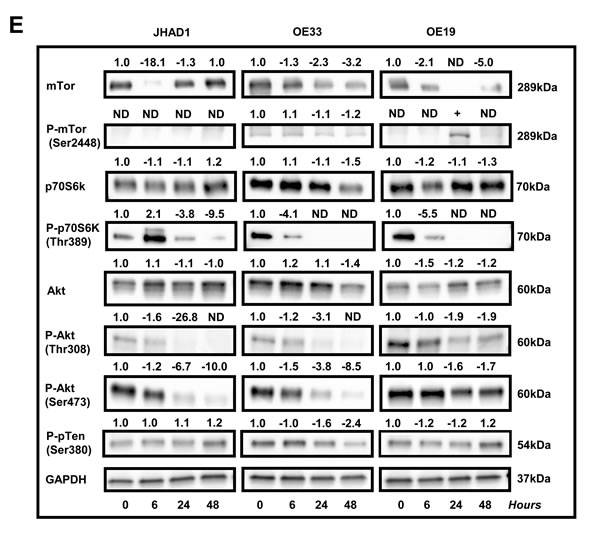 fig4b