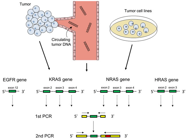 Figure 1: PCR amplification of EGFR and RAS exons for Illumina targeted next generation sequencing.